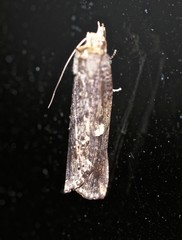 Ortholomia moluccana