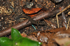 Sphaerodactylus inigoi