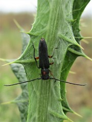 Phytoecia virgula