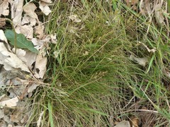 Festuca ovina