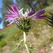Galactites tomentosus - Photo (c) Julien Renoult,  זכויות יוצרים חלקיות (CC BY), uploaded by Julien Renoult