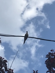 Zenaida macroura carolinensis