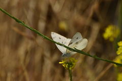 Pontia protodice