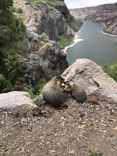 Yellow-bellied Marmot photographed in Idaho