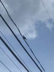 Zenaida macroura carolinensis