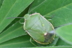 Chlorochroa persimilis