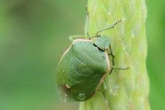 Chlorochroa persimilis