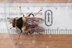 Criorhina bubulcus