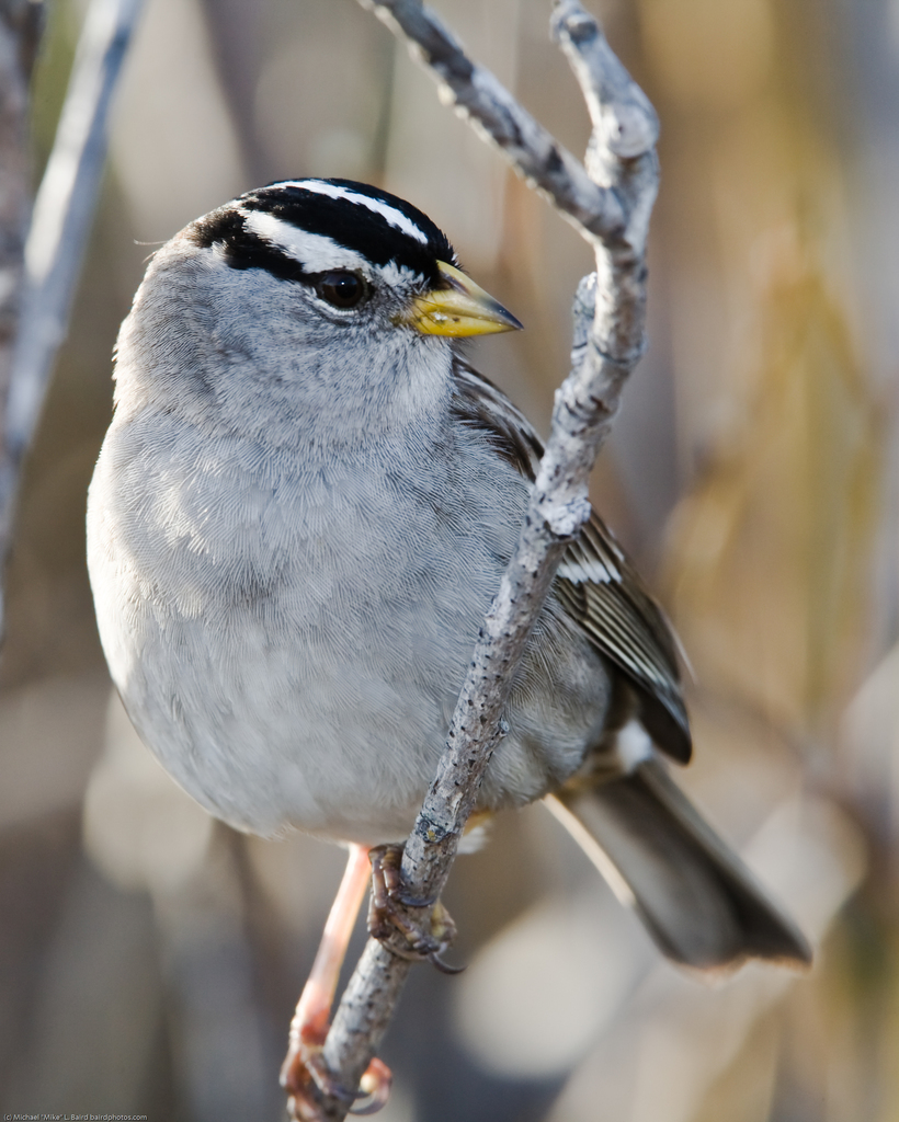 White-crowned Sparrow (Birds of Santa Cruz, CA) · iNaturalist