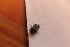 Trogoderma sternale aspericolle