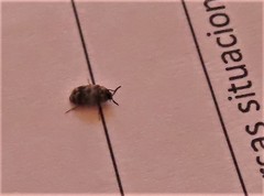 Trogoderma sternale aspericolle