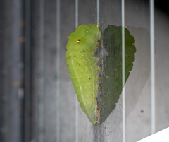 Graphium sarpedon luctatius