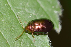 Crepidodera aurea