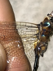 Somatochlora kennedyi