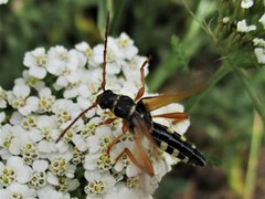 Stenopterus flavicornis