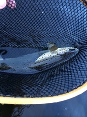 Salmo salar