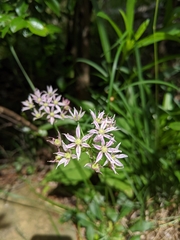 Allium speculae