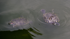 Trachemys scripta