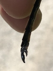 Somatochlora kennedyi