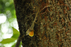 Anolis stratulus