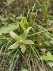 Gonolobus lozadae