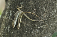 Anolis pulchellus