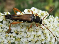 Stenopterus flavicornis
