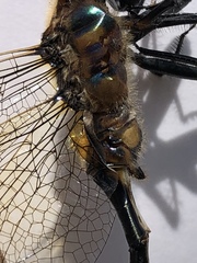 Somatochlora kennedyi