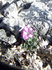 Stenandrium verticillatum