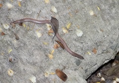 Cuban Worm Lizard photo 2