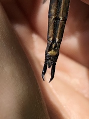 Somatochlora kennedyi