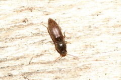 Agriotes sputator