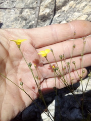 Linum scabrellum