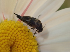 Variimorda villosa