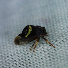 Smilia fasciata
