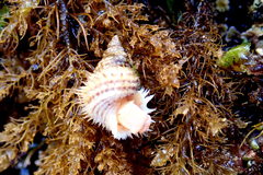 Trichotropis cancellata