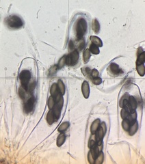 Saccobolus depauperatus
