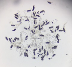 Saccobolus depauperatus