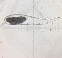 Saccobolus depauperatus