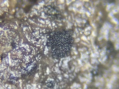 Saccobolus depauperatus