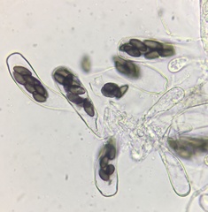 Saccobolus depauperatus