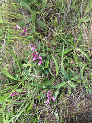 Rhinotropis californica