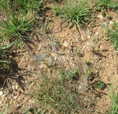 Nassella leucotricha