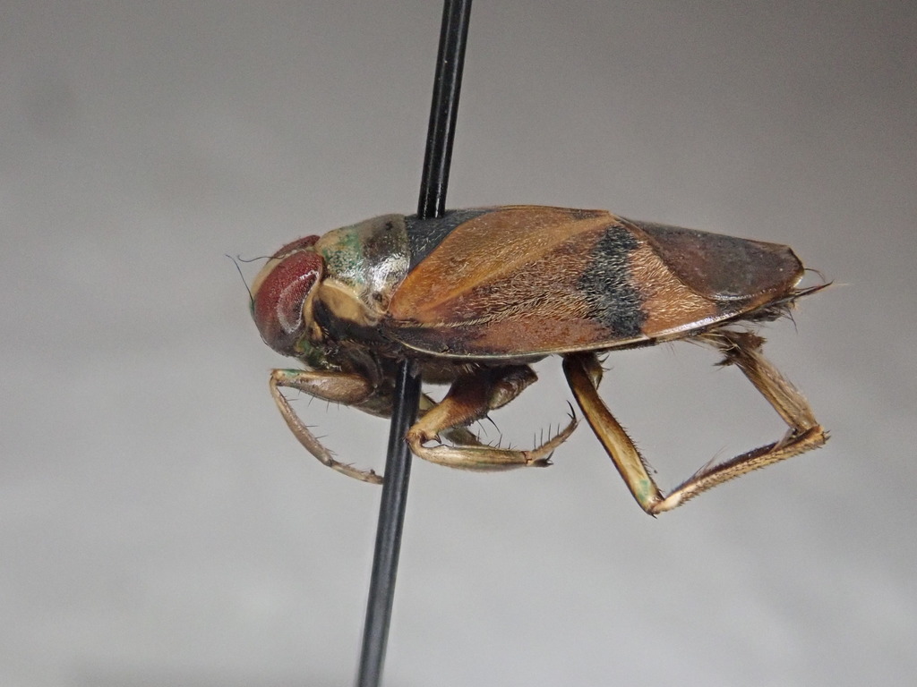 Notonecta uhleri