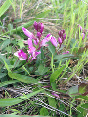 Rhinotropis californica