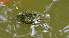 Trachemys scripta