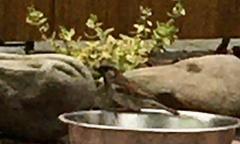 Passer domesticus