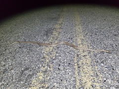 Arizona elegans candida