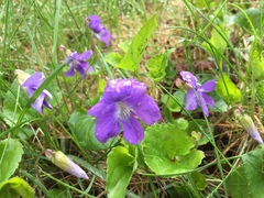 Viola cucullata