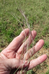 Nassella leucotricha